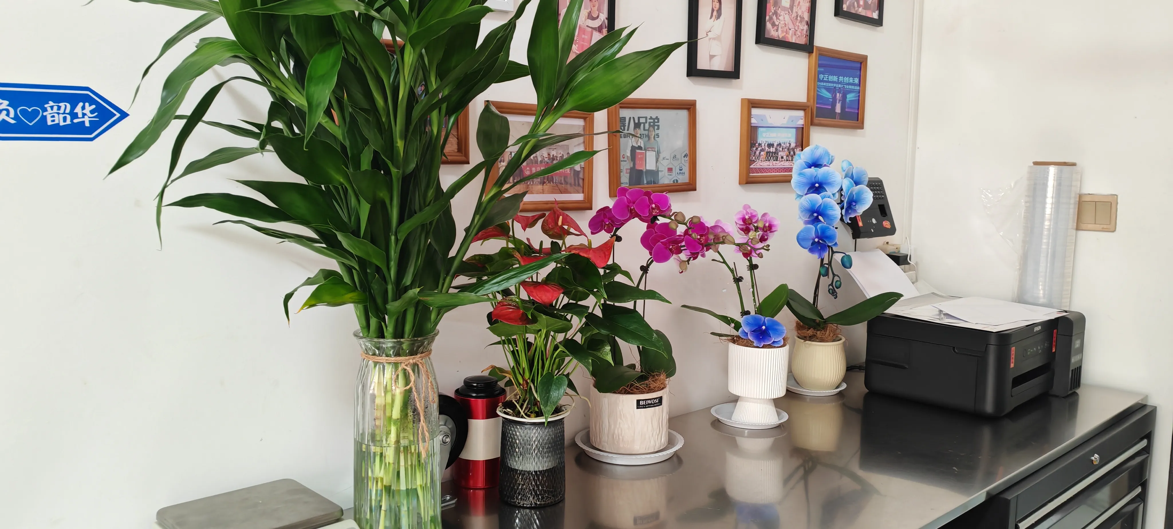 JOJO Pack의 새로운 친구들을 환영합니다!